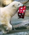 /album/%ce%b1%cf%83%cf%84%ce%b5%ce%af%ce%b1-%ce%bc%ce%b5-%ce%b6%cf%8e%ce%b1-/funny-animals-and-christmas-presents-special-christmas-22-393x480-jpg/