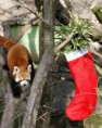 /album/%ce%b1%cf%83%cf%84%ce%b5%ce%af%ce%b1-%ce%bc%ce%b5-%ce%b6%cf%8e%ce%b1-/funny-animals-and-christmas-presents-special-christmas-24-382x480-jpg/