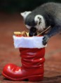 /album/%ce%b1%cf%83%cf%84%ce%b5%ce%af%ce%b1-%ce%bc%ce%b5-%ce%b6%cf%8e%ce%b1-/funny-animals-and-christmas-presents-special-christmas-25-353x480-jpg/