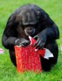 /album/%ce%b1%cf%83%cf%84%ce%b5%ce%af%ce%b1-%ce%bc%ce%b5-%ce%b6%cf%8e%ce%b1-/funny-animals-and-christmas-presents-special-christmas-27-366x480-jpg/