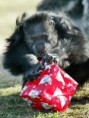 /album/%ce%b1%cf%83%cf%84%ce%b5%ce%af%ce%b1-%ce%bc%ce%b5-%ce%b6%cf%8e%ce%b1-/funny-animals-and-christmas-presents-special-christmas-28-360x480-jpg/