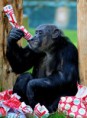 /album/%ce%b1%cf%83%cf%84%ce%b5%ce%af%ce%b1-%ce%bc%ce%b5-%ce%b6%cf%8e%ce%b1-/funny-animals-and-christmas-presents-special-christmas-29-353x480-jpg/