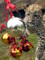 /album/%ce%b1%cf%83%cf%84%ce%b5%ce%af%ce%b1-%ce%bc%ce%b5-%ce%b6%cf%8e%ce%b1-/funny-animals-and-christmas-presents-special-christmas-31-364x480-jpg/