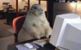 /album/%ce%b1%cf%83%cf%84%ce%b5%ce%af%ce%b1-%ce%bc%ce%b5-%ce%b6%cf%8e%ce%b1-/funny-animals-and-high-tech-2-jpg/