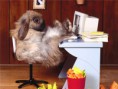/album/%ce%b1%cf%83%cf%84%ce%b5%ce%af%ce%b1-%ce%bc%ce%b5-%ce%b6%cf%8e%ce%b1-/funny-animals-and-high-tech-4-jpg/