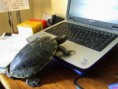 /album/%ce%b1%cf%83%cf%84%ce%b5%ce%af%ce%b1-%ce%bc%ce%b5-%ce%b6%cf%8e%ce%b1-/funny-animals-and-high-tech-7-jpg/