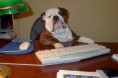 /album/%ce%b1%cf%83%cf%84%ce%b5%ce%af%ce%b1-%ce%bc%ce%b5-%ce%b6%cf%8e%ce%b1-/funny-animals-and-high-tech-10-jpg/