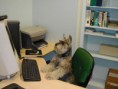 /album/%ce%b1%cf%83%cf%84%ce%b5%ce%af%ce%b1-%ce%bc%ce%b5-%ce%b6%cf%8e%ce%b1-/funny-animals-and-high-tech-11-jpg/