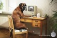 /album/%ce%b1%cf%83%cf%84%ce%b5%ce%af%ce%b1-%ce%bc%ce%b5-%ce%b6%cf%8e%ce%b1-/funny-animals-and-high-tech-13-640x427-jpg/