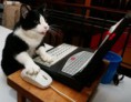 /album/%ce%b1%cf%83%cf%84%ce%b5%ce%af%ce%b1-%ce%bc%ce%b5-%ce%b6%cf%8e%ce%b1-/funny-animals-and-high-tech-15-615x480-jpg/