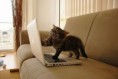 /album/%ce%b1%cf%83%cf%84%ce%b5%ce%af%ce%b1-%ce%bc%ce%b5-%ce%b6%cf%8e%ce%b1-/funny-animals-and-high-tech-17-jpg/
