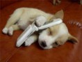/album/%ce%b1%cf%83%cf%84%ce%b5%ce%af%ce%b1-%ce%bc%ce%b5-%ce%b6%cf%8e%ce%b1-/funny-animals-and-high-tech-19-jpg/