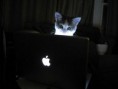 /album/%ce%b1%cf%83%cf%84%ce%b5%ce%af%ce%b1-%ce%bc%ce%b5-%ce%b6%cf%8e%ce%b1-/funny-animals-and-high-tech-21-jpg/