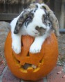 /album/%ce%b1%cf%83%cf%84%ce%b5%ce%af%ce%b1-%ce%bc%ce%b5-%ce%b6%cf%8e%ce%b1-/animals-and-pumpkins-2-384x480-jpg/