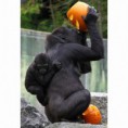 /album/%ce%b1%cf%83%cf%84%ce%b5%ce%af%ce%b1-%ce%bc%ce%b5-%ce%b6%cf%8e%ce%b1-/animals-and-pumpkins-3-480x480-jpg/