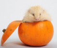 /album/%ce%b1%cf%83%cf%84%ce%b5%ce%af%ce%b1-%ce%bc%ce%b5-%ce%b6%cf%8e%ce%b1-/animals-and-pumpkins-4-570x480-jpg/