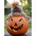 /album/%ce%b1%cf%83%cf%84%ce%b5%ce%af%ce%b1-%ce%bc%ce%b5-%ce%b6%cf%8e%ce%b1-/animals-and-pumpkins-5-480x480-jpg/