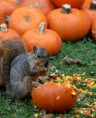 /album/%ce%b1%cf%83%cf%84%ce%b5%ce%af%ce%b1-%ce%bc%ce%b5-%ce%b6%cf%8e%ce%b1-/animals-and-pumpkins-6-391x480-jpg/