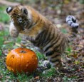 /album/%ce%b1%cf%83%cf%84%ce%b5%ce%af%ce%b1-%ce%bc%ce%b5-%ce%b6%cf%8e%ce%b1-/animals-and-pumpkins-7-489x480-jpg/