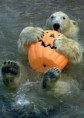 /album/%ce%b1%cf%83%cf%84%ce%b5%ce%af%ce%b1-%ce%bc%ce%b5-%ce%b6%cf%8e%ce%b1-/animals-and-pumpkins-8-342x480-jpg/