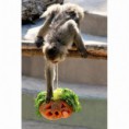 /album/%ce%b1%cf%83%cf%84%ce%b5%ce%af%ce%b1-%ce%bc%ce%b5-%ce%b6%cf%8e%ce%b1-/animals-and-pumpkins-9-480x480-jpg/