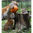 /album/%ce%b1%cf%83%cf%84%ce%b5%ce%af%ce%b1-%ce%bc%ce%b5-%ce%b6%cf%8e%ce%b1-/animals-and-pumpkins-10-480x480-jpg/