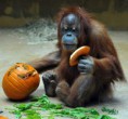 /album/%ce%b1%cf%83%cf%84%ce%b5%ce%af%ce%b1-%ce%bc%ce%b5-%ce%b6%cf%8e%ce%b1-/animals-and-pumpkins-11-516x480-jpg/
