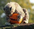 /album/%ce%b1%cf%83%cf%84%ce%b5%ce%af%ce%b1-%ce%bc%ce%b5-%ce%b6%cf%8e%ce%b1-/animals-and-pumpkins-12-563x480-jpg/