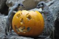 /album/%ce%b1%cf%83%cf%84%ce%b5%ce%af%ce%b1-%ce%bc%ce%b5-%ce%b6%cf%8e%ce%b1-/animals-and-pumpkins-13-640x426-jpg/