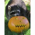 /album/%ce%b1%cf%83%cf%84%ce%b5%ce%af%ce%b1-%ce%bc%ce%b5-%ce%b6%cf%8e%ce%b1-/animals-and-pumpkins-14-480x480-jpg/