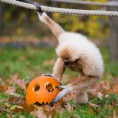 /album/%ce%b1%cf%83%cf%84%ce%b5%ce%af%ce%b1-%ce%bc%ce%b5-%ce%b6%cf%8e%ce%b1-/animals-and-pumpkins-15-480x480-jpg/