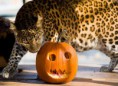/album/%ce%b1%cf%83%cf%84%ce%b5%ce%af%ce%b1-%ce%bc%ce%b5-%ce%b6%cf%8e%ce%b1-/animals-and-pumpkins-16-640x465-jpg/