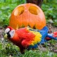 /album/%ce%b1%cf%83%cf%84%ce%b5%ce%af%ce%b1-%ce%bc%ce%b5-%ce%b6%cf%8e%ce%b1-/animals-and-pumpkins-17-480x480-jpg/