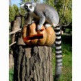 /album/%ce%b1%cf%83%cf%84%ce%b5%ce%af%ce%b1-%ce%bc%ce%b5-%ce%b6%cf%8e%ce%b1-/animals-and-pumpkins-18-480x480-jpg/