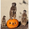 /album/%ce%b1%cf%83%cf%84%ce%b5%ce%af%ce%b1-%ce%bc%ce%b5-%ce%b6%cf%8e%ce%b1-/animals-and-pumpkins-19-480x480-jpg/
