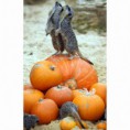 /album/%ce%b1%cf%83%cf%84%ce%b5%ce%af%ce%b1-%ce%bc%ce%b5-%ce%b6%cf%8e%ce%b1-/animals-and-pumpkins-20-480x480-jpg/