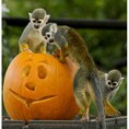 /album/%ce%b1%cf%83%cf%84%ce%b5%ce%af%ce%b1-%ce%bc%ce%b5-%ce%b6%cf%8e%ce%b1-/animals-and-pumpkins-21-480x480-jpg/
