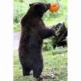 /album/%ce%b1%cf%83%cf%84%ce%b5%ce%af%ce%b1-%ce%bc%ce%b5-%ce%b6%cf%8e%ce%b1-/animals-and-pumpkins-22-480x480-jpg/
