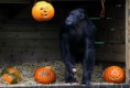 /album/%ce%b1%cf%83%cf%84%ce%b5%ce%af%ce%b1-%ce%bc%ce%b5-%ce%b6%cf%8e%ce%b1-/animals-and-pumpkins-23-640x433-jpg/