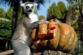 /album/%ce%b1%cf%83%cf%84%ce%b5%ce%af%ce%b1-%ce%bc%ce%b5-%ce%b6%cf%8e%ce%b1-/animals-and-pumpkins-25-640x427-jpg/
