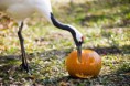 /album/%ce%b1%cf%83%cf%84%ce%b5%ce%af%ce%b1-%ce%bc%ce%b5-%ce%b6%cf%8e%ce%b1-/animals-and-pumpkins-26-640x426-jpg/