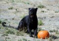 /album/%ce%b1%cf%83%cf%84%ce%b5%ce%af%ce%b1-%ce%bc%ce%b5-%ce%b6%cf%8e%ce%b1-/animals-and-pumpkins-27-640x445-jpg/