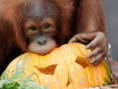 /album/%ce%b1%cf%83%cf%84%ce%b5%ce%af%ce%b1-%ce%bc%ce%b5-%ce%b6%cf%8e%ce%b1-/animals-and-pumpkins-28-640x479-jpg/