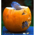 /album/%ce%b1%cf%83%cf%84%ce%b5%ce%af%ce%b1-%ce%bc%ce%b5-%ce%b6%cf%8e%ce%b1-/animals-and-pumpkins-480x480-jpg/