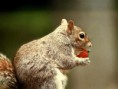 /album/%ce%b1%cf%83%cf%84%ce%b5%ce%af%ce%b1-%ce%bc%ce%b5-%ce%b6%cf%8e%ce%b1-/funny-animals-eating-strawberries-2-640x480-jpg/