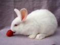 /album/%ce%b1%cf%83%cf%84%ce%b5%ce%af%ce%b1-%ce%bc%ce%b5-%ce%b6%cf%8e%ce%b1-/funny-animals-eating-strawberries-3-640x480-jpg/