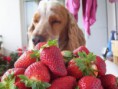 /album/%ce%b1%cf%83%cf%84%ce%b5%ce%af%ce%b1-%ce%bc%ce%b5-%ce%b6%cf%8e%ce%b1-/funny-animals-eating-strawberries-4-jpg/