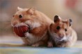 /album/%ce%b1%cf%83%cf%84%ce%b5%ce%af%ce%b1-%ce%bc%ce%b5-%ce%b6%cf%8e%ce%b1-/funny-animals-eating-strawberries-5-jpg/