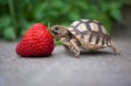 /album/%ce%b1%cf%83%cf%84%ce%b5%ce%af%ce%b1-%ce%bc%ce%b5-%ce%b6%cf%8e%ce%b1-/funny-animals-eating-strawberries-6-jpg/