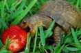 /album/%ce%b1%cf%83%cf%84%ce%b5%ce%af%ce%b1-%ce%bc%ce%b5-%ce%b6%cf%8e%ce%b1-/funny-animals-eating-strawberries-7-jpg/